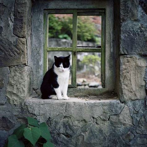 =^.^= CÅt§ in the window Irish Lullaby, Cat Watch, Cat Window, Black And White Cat, White Cats, Cat Person, Cat Sitting, Cat Paws, All About Cats