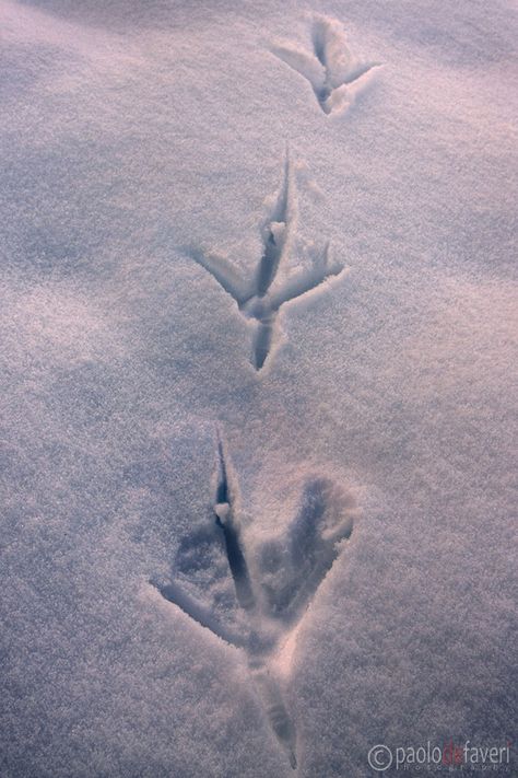 Footprints in the snow.. Aerith Aesthetic, Human Footprint, Footprints In The Snow, Mood Bored, Natural Things, Counting Crows, Earthly Delights, Raven King, Signs Of Life