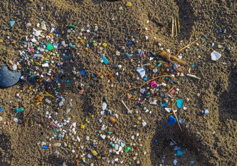 Ocean microplastics 'drastically underestimated' Plastic Problems, Marine Organism, Fauna Marina, Environmental Degradation, Plastic Industry, Food Web, Types Of Plastics, Ocean Life, The Environment