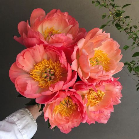 beth harris on Instagram: “peony coral sunset.  first variety to bloom” Coral Sunset Peony, Peony Types, Coral Peony Bouquet, April Goals, Cabin Landscaping, Orange Peonies, Fleur Aesthetic, Coral Peony, Coral Sunset