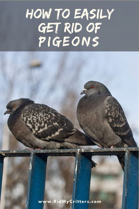 How EASILY to Get Rid of Pigeons (from the Roof, Balcony, or Yard) Diy Pigeon Repellent, Pigeon Deterrent Diy, Bird Deterrent Ideas Diy, Mountain Backyard, Patio Goals, Pigeon Repellent, Get Rid Of Pigeons, Pigeon Deterrent, Apartment Furnishing