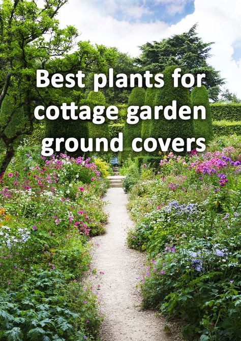 In order for cottage garden borders to look their best they must have a good combination of planting types. Groundcover plants provide low growing delight to the front of borders. Here I list 10 of the best groundcover plants for cottage gardens. Landscape Plant Ideas, Garden Boarders Ideas, Boarder Plants, Small English Garden, Garden Border Plants, Cottage Garden Plan, Cottage Garden Borders, Cozy Garden, West Facing Garden