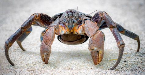 Dozens of giant coconut crabs crash family's quiet picnic to steal their food Coconut Crab, Giant Animals, Animal Nursery Theme, Nature Hd, Animal Symbolism, Coconut Palm, Animal Habitats, Arthropods, Crustaceans