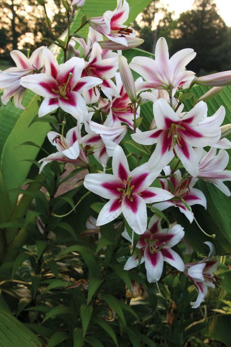 Lilium Oriental Trumpet Altari Lilium Flower, Bulbous Plants, Herbal Plants, Asiatic Lilies, Buy Seeds, Nothing But Flowers, Garden Greenhouse, Wedding Flower Inspiration, Colors Orange