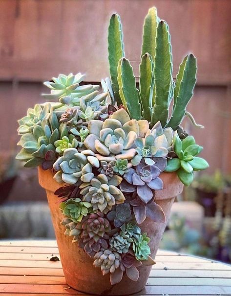 Cactus And Succulent Garden Pots, Succulent Plants Indoor, Repot Succulents, Succulent Projects, Succulent Rock Garden, Succulent Containers, Succulent Ideas, Succulent Garden Design, Succulent Garden Diy