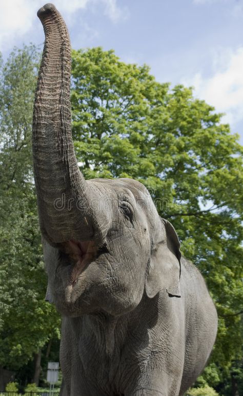 Elephant With Trunk Up, Elephant Reference, Drawing Elephant, Elephant African, Elephant Species, Elephant Zoo, Elephant Photo, African Forest Elephant, Elephant Cute