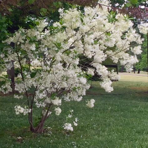 Plants For Tea, Herbs For Tea, Cross Pollination, Herbs Growing, Spring Lawn Care, Fringe Tree, Tea Gardens, Pear Trees, Bee Garden