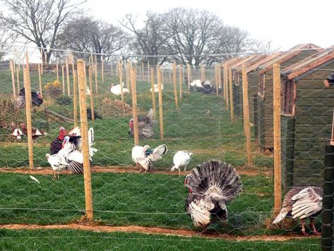 Turkey Breeding Pens, Turkey Farming Ideas, Turkey Pens Ideas, Breeding Pens For Chickens, Turkey House Coop, Turkey Housing, Turkey Pen Ideas, Turkey Coop Ideas, Chicken Breeding Pens