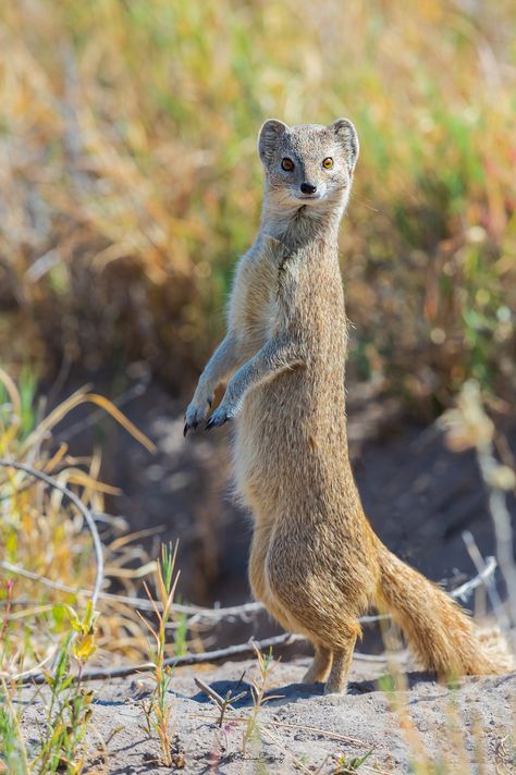 Mongoose Animal, Yellow Mongoose, Kingdom Animalia, Food Web, Animal Species, User Profile, Yellow, Animals