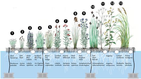 Plants for Your Vegetated Floating Islands - Lake LaVerne Floating Islands Floating Pond Island, Estuary Ecosystem, Floating Wetland, Constructed Wetland, Wetland Plants, Floating Structure, Floating Gardens, Pool Drawing, Food Forest Garden