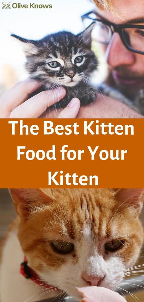 Best Kitten Food for Your Little Feline: 2022 Edition - OliveKnows Kitten Food Homemade, Raising Kittens, Diy Cat Food, Healthy Cat Food, Kitten Formula, Kitten Treats, Cat Food Brands, Cat Tips, Cat Diet