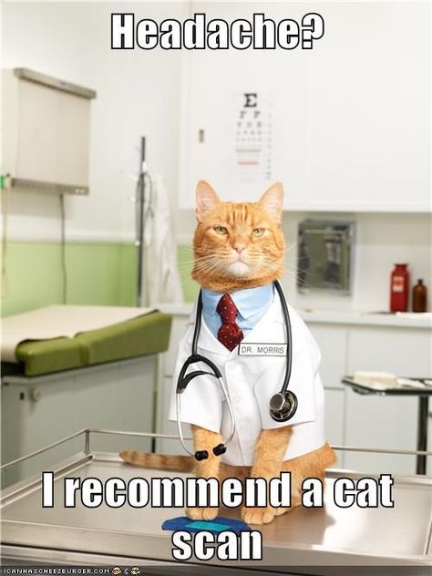 Headache? I recommend a cat scan Doctor Cat, Cat Scan, Funny Cat Memes, Funny Cat Pictures, The Funny, Silly Cats, Crazy Cat Lady, Funny Cat, Dog Person