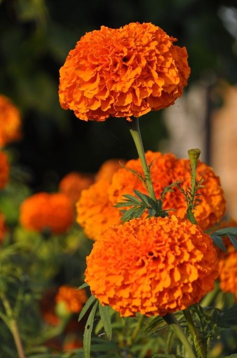 Annual Herbs, Monarda Didyma, Pot Marigold, Pretty Flowers Photography, Balcony Gardening, Mary Pictures, Botanical Plants, Vertical Gardening, Beautiful Flowers Photography