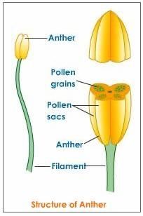 Diagram Of A Flower, Flower Parts, Biology Plants, Learning Websites For Kids, Biology Worksheet, Study Biology, Basic Anatomy And Physiology, Plant Study, Biology Teacher