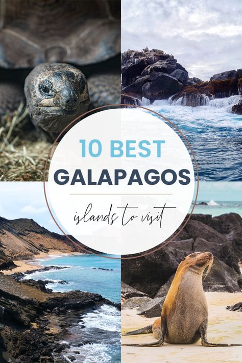 Galapagos Islands Travel, Couple Travel Quotes, Harry Potter Filming Locations, Galapagos Ecuador, Marine Iguana, Santa Cruz Island, Islands To Visit, Wildlife Travel, Island Destinations