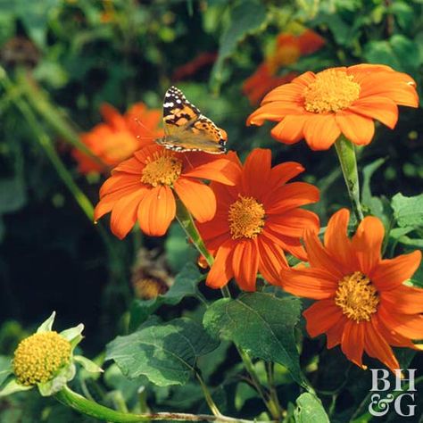 Mexican Sunflower (annual) - attracts  bumblebees, honeybees, swallowtails, fritillaries, & skippers Potato Companion Plants, Butterfly Garden Plants, Plants That Attract Butterflies, Mexican Sunflower, Planting Sunflowers, Butterfly Plants, Gardening Trends, Fast Growing Plants, Beautiful Plants