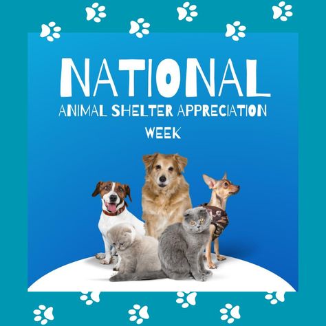 Did you know that it’s National Animal Shelter and Rescue Appreciation Week? This week, find a way to honor your local shelter and/or rescue workers, whether it’s dropping off a goody basket or tagging them in a thank-you post on social media! #nationalanimalshelterandrescueappreciationweek #nationalanimalshelterandrescue #cats #pets #charlotte #charlottenc #dogs #puppy #waxhaw Animal Shelter Social Media, Rescue Workers, National Animal, Pet Sitters, Find A Way, Dogs Puppy, Dog Walker, Animal Shelter, Did You Know