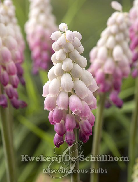 Armenian Grape Hyacinth 'Gul Delight' (Muscari armeniacum) Muscari Flowers, Pink Perennials, Grape Hyacinth, Hyacinth Flowers, Plant Combinations, Fall Plants, Bunch Of Flowers, Front Garden, Dream Garden