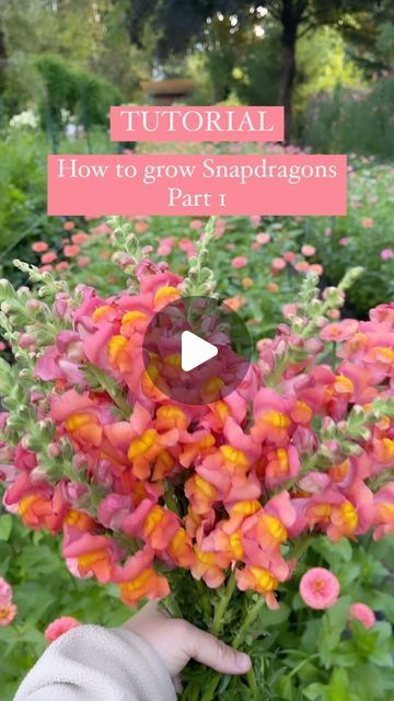 Jen McAllister | Sugar Flower Farm on Instagram: "TUTORIAL |  How to grow Snapdragons Part 1 Snapdragons are a snap, if you know a few simple steps! Save this tutorial if you want to try snapdragons, or if you haven’t had any luck with them in the past!   #snaodragon #snapdragons #cutflowers #sowingseeds #startingseeds #flowerseeds #flowerfarm #flowers #garden #gardening #gardentutorial #gardenhack #gardeningtips" Snapdragons In Containers, Snapdragons In Pots, Growing Snapdragons, Snapdragons Flowers, Snapdragon Garden, Snapdragon Bouquet, Snap Dragons, Snap Dragon, Snapdragon Flowers