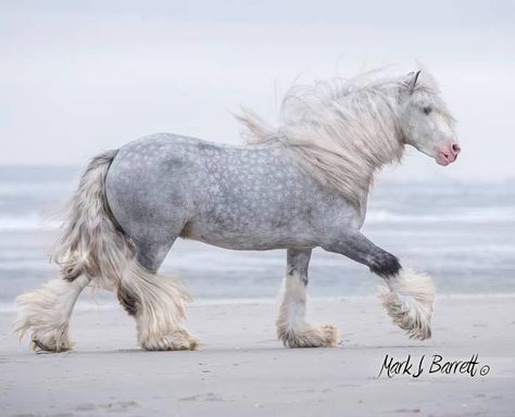 Big strong Dapple grey horse running on the beach. Beautiful Large Draft style, Gypsy Vanner? Dapple Grey Horses, Gray Horse, Big Horses, Most Beautiful Horses, Grey Horse, Majestic Horse, All The Pretty Horses, Horse Crazy, Clydesdale