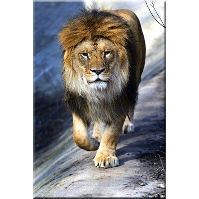 Lion Walking, Pictures With Meaning, Lion Photography, Lions Photos, Lion Love, Lion Wallpaper, Lion King Art, Lion Images, Animal Tracks