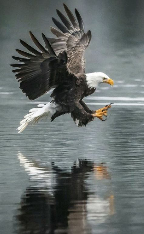 Eagle Jewelry, Horse Background, Aigle Royal, Eagles Sweatshirt, Eagles Hoodie, Eagles Shirt, Royal Eagle, Eagle Pose, Birds Photography Nature