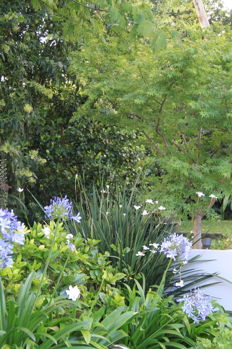 Agapanthus Garden, Front Yard Decor, Acer Palmatum, Garden Makeover, Beach Gardens, Japanese Maple, Front Yard Landscaping Design, Lush Garden, Tropical Garden