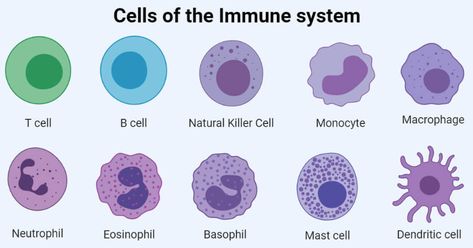 The immune system is made up of different immune organs and tissues located all over the body. The immune organs are categorized based on their functions and there are two ... Read more The post Cells of Immune System- Types and Examples appeared first on Microbe Notes. Langerhans Cell, T Cells, Adaptive Immune System, Clinical Chemistry, A Level Biology, B Cell, Defense Mechanisms, T Cell, Structure And Function