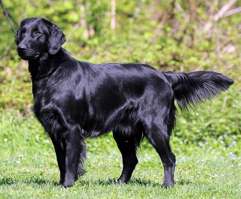 Flat Coated Retriever Flat Coated Retriever Puppy, Flat Coat Retriever, Black Golden Retriever, Golden Retriever Breed, Dogs Fluffy, Flat Coated Retriever, Cocker Spaniel Dog, Black Labs, Purebred Dogs