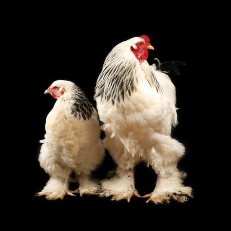 Rooster Vs Hen, Light Brahma Chicken, Rooster Pictures, Brahma Rooster, Tattoos Pets, Silkie Rooster, Light Brahma, Pet Tattoo Ideas, Heritage Chickens