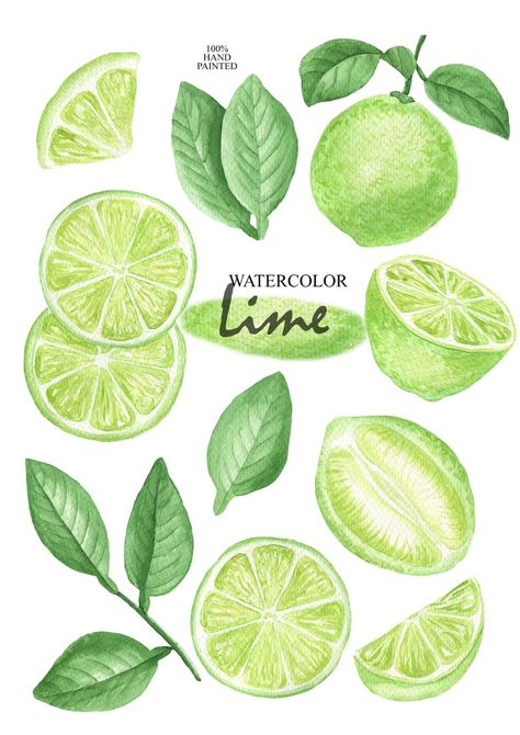 Lime Clipart Watercolor Lime Clip Art Tropical Fruit Clip | Etsy Lime Wedge Drawing, Limes Drawing, Lime Clipart, Lime Watercolor, Fruit Clip Art, Lime Packaging, Lime Drawings Fruit, Lime Fruit, Lime Slice