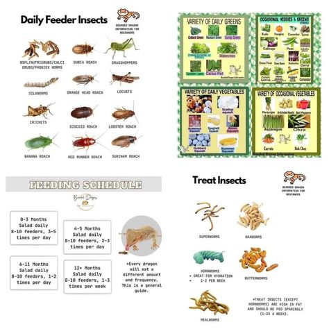 updated feeding schedule for your bearded dragon Bearded Dragon Feeding Schedule, Bearded Dragon Feeding, Hermit Crab Tank, Bearded Dragon Diet, Turnip Greens, Mustard Greens, Artichoke Hearts, Collard Greens, Watercress