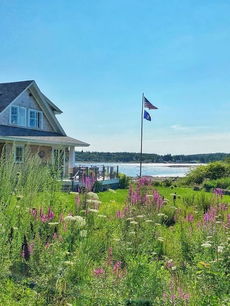 Maine Wildflowers, Maine Flowers, Living In Maine, Maine Garden, Coastal Gallery Wall, Coastal Cottage Decorating, Maine Living, Maine Cottage, Coastal Maine