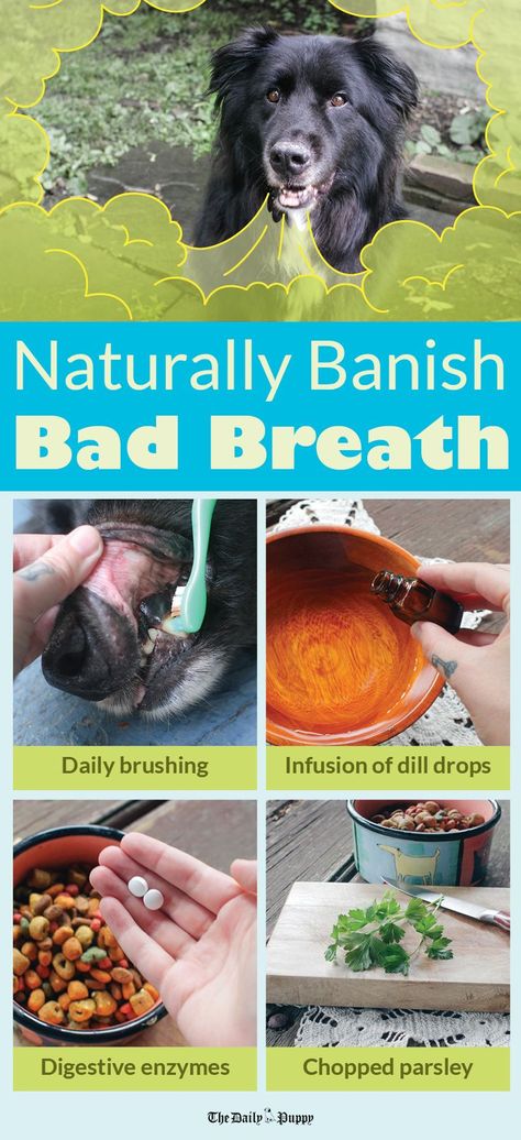 Bad Dog Breath Get Rid Of, Natural Dog Breath Freshener, Dog Bad Breath Remedy, Dog Breath Remedy, Bad Dog Breath, Dogs Diy Projects, Best Treats For Dogs, Brush Teeth, Dog Breath