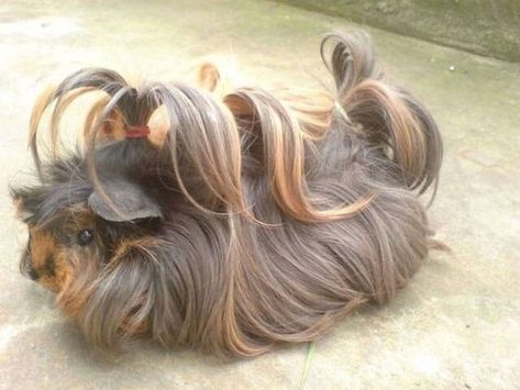 Bad Hair Day? These Guinea Pigs Have The Most Magnificent Hair Ever - I Can Has Cheezburger? Peruvian Guinea Pig, Majestic Hair, Guinea Pig Breeding, Guinea Pig Bedding, Pet Guinea Pigs, Guinea Pig Care, Cute Guinea Pigs, Guinea Pig Cage, Pet Pigs