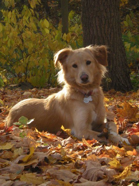 20 Cute Border Collie Mixes That’ll Melt Your Heart Golden Retriever Mix Border Collie, Cute Dog Mixes, Golden Retriever Cross, Cute Border Collie, Cute Border, Puppy Heaven, Dog Day Afternoon, Golden Retriever Mix, Cute Borders