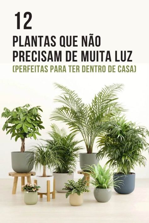 12 Plantas que não precisam de muita luz - Perfeitas para ter dentro de casa - Br- Ler faz crescer Inside A House, Home Design Decor, Urban Jungle, Design Decor, House Decor, Living Room Decor, Room Decor, House Design, Plants