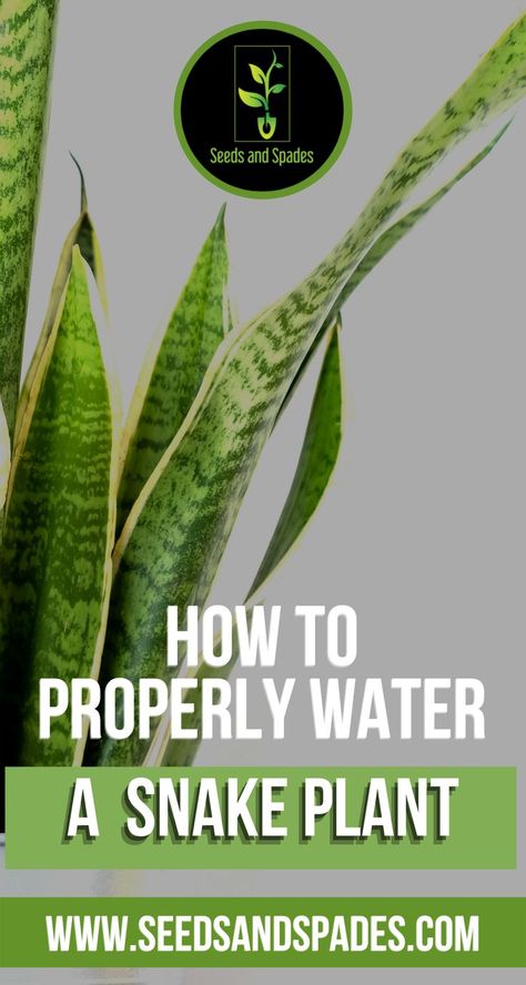 how to water a snake plant growth guide for beginners tips Snake Plant Indoor, Snake Plant Propagation, Back From The Brink, Indoor Plants Low Light, Snake Plant Care, Snake Plants, Household Plants, Plant Care Houseplant, Inside Plants