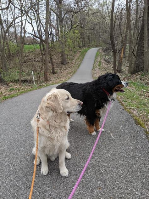 Coastal Grandson, Big Swiss, Golden Dogs, Cold Weather Dogs, Mountain Dog, Golden Dog, Bernese Mountain, Bernese Mountain Dog, Cute Creatures