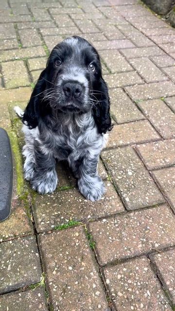 Black And White English Cocker Spaniel, Cokers Spaniel, Cocker Spaniel Black And White, Sprocker Spaniel, Dream Puppy, Dogs Images, Black Cocker Spaniel, Dog Anatomy, Cute Dogs Images