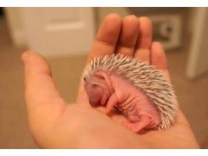 Article Tab: image1-Video: Baby hedgehog takes a nap Baby Porcupine, Hedgehog Baby, Hedgehog Pet, Baby Hedgehog, Cute Hedgehog, Cutest Thing Ever, Hedgehogs, Hamsters, Take A Nap