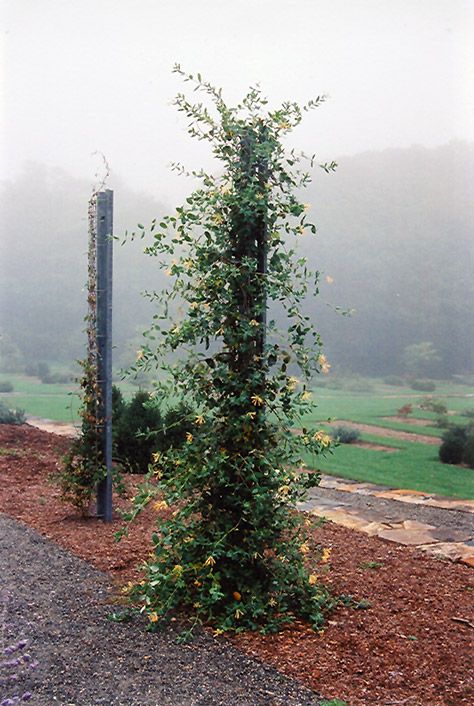 Click to view full-size photo of John Clayton Trumpet Honeysuckle (Lonicera sempervirens 'John Clayton') at Lurvey Garden Center Garden Climbers, Lonicera Sempervirens, Trumpet Honeysuckle, John Clayton, Landscape Structure, Honeysuckle Flower, Full Size Photo, Climbing Vines, Attract Butterflies