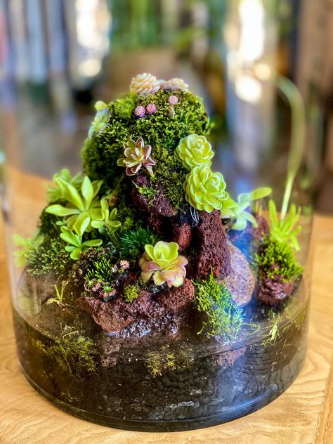 Carnivorous Plants Terrarium, Bowl Garden, Cloche Ideas, Plants Terrarium, Build A Terrarium, Bog Plants, Bog Garden, Terrarium Ideas, Beautiful Terrariums