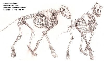 Alex Dawes Illustration: The Anatomy of a Wolf (Bone Structure) Part Three.... Wolf Skeleton, Wolf Anatomy, Skeleton Reference, Canine Anatomy, American Lion, Wolf Reference, Creature Anatomy, Animal Skeleton, Skeleton Anatomy