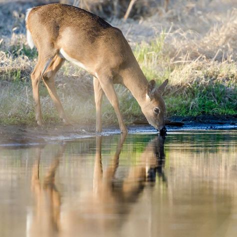 Deer Drinking Water Drawing, Drinking Water Drawing, Deer Drinking Water, Draw A Deer, Deer Images, Water Drawing, Water Photography, A Deer, Big Game