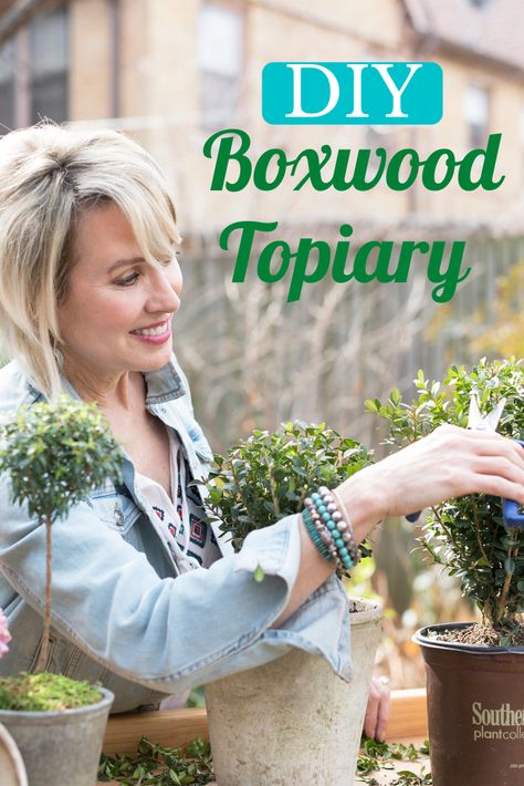 Boxwood Topiary Diy, Diy Boxwood Topiary, Topiaries Garden, Topiary Boxwood, Alabama Garden, Baby Gem Boxwood, Gem Boxwood, Live Topiary, Box Hedge