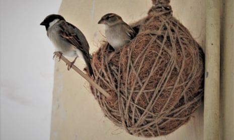 ‘We can’t take their homes’: how the ‘Nest Man of India’ is saving sparrows | Global development | The Guardian House Sparrow Nest, Sparrow Nest, Nest Building, House Sparrow, Common Birds, State Birds, Tiny Bird, Sparrows, School Pictures