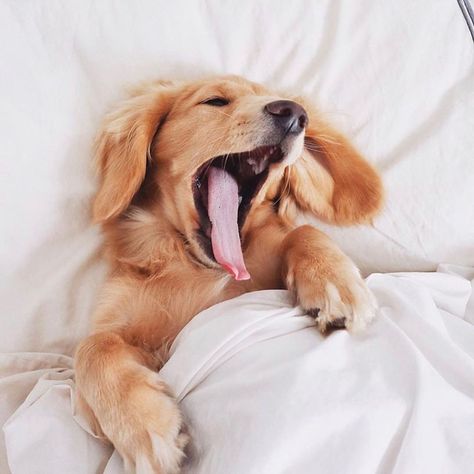 Lazy Dog - Clickasnap - It pays to share Lazy Dogs, Dog Yawning, Doxie Dog, Top Dog Breeds, Dachshund Dogs, Cutest Dogs, Doxie Dogs, Dog Selfie, Dog Projects