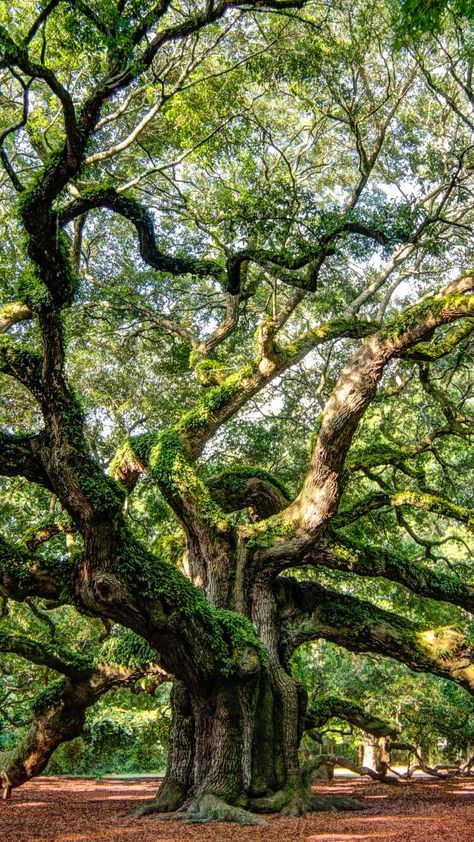 Weeping Willow Tree Aesthetic Wallpaper, Old Trees Photography, Tree Phone Wallpaper, Big Oak Tree, Trees Aesthetic, Weird Trees, Trees Photography, Amazing Trees, Trees Wallpaper