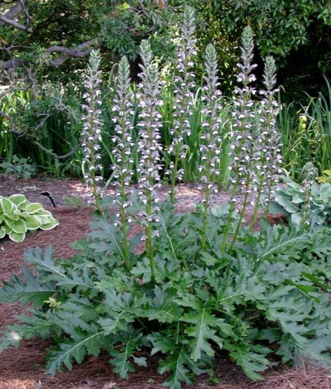 Image #2: Acanthus mollis 'Oak Leaf' Acanthus Plant, Uk Plants, Planting Palette, Acanthus Mollis, Beth Chatto, Architectural Plants, Amazing Plants, Planting Ideas, Garden Plan